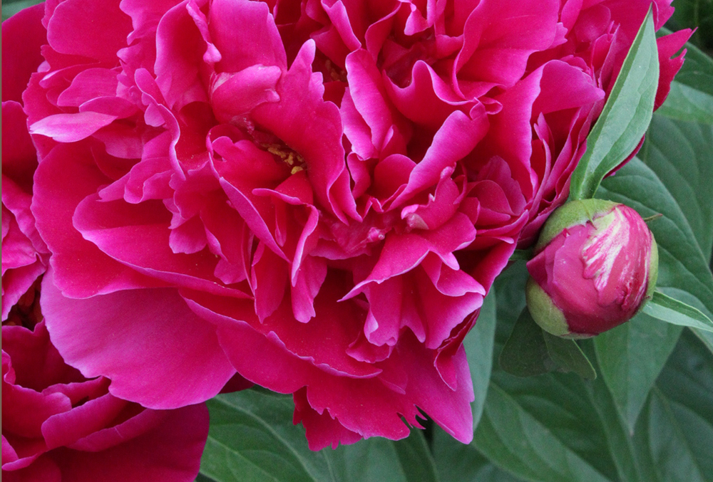 Photographic image of a rose bush in bloom.