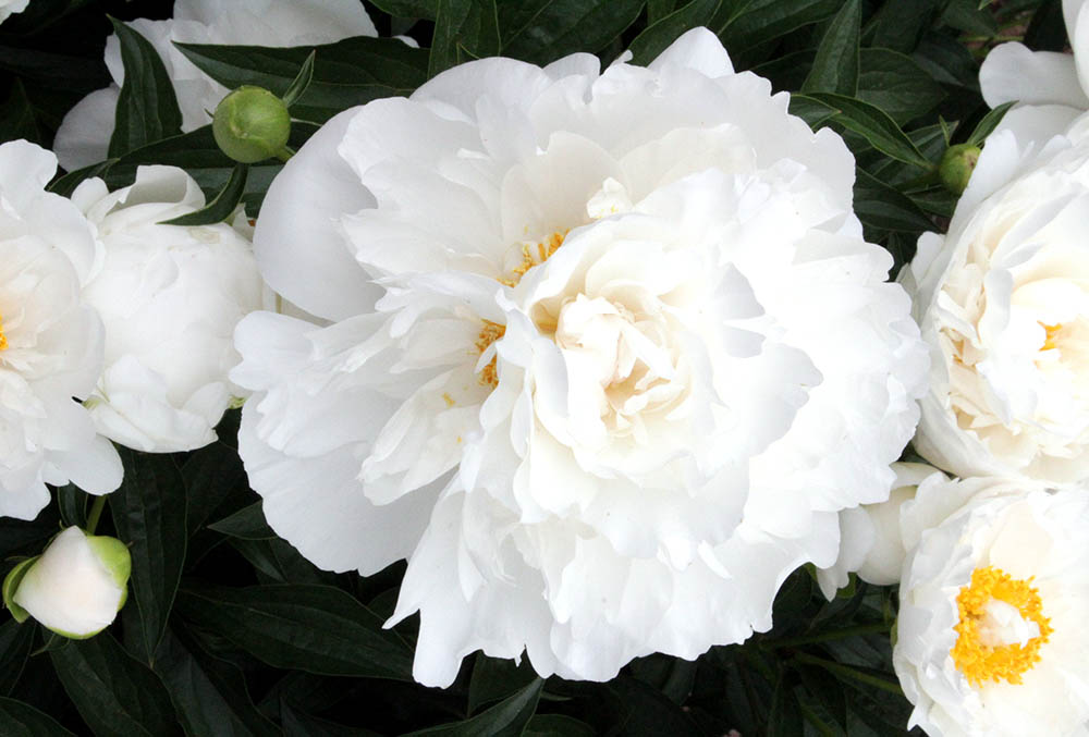 Photographic image of peonies.