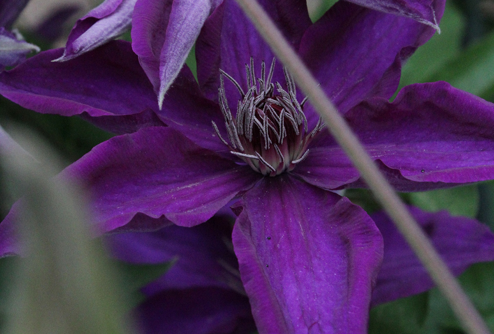 Photographic image of clematis.