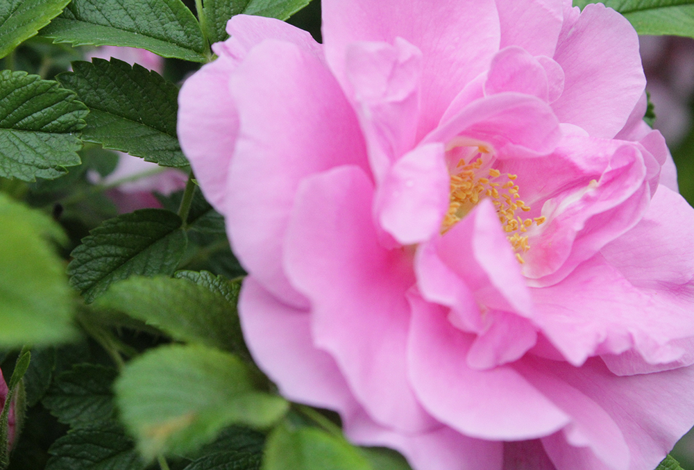 Photographic image of a rose.