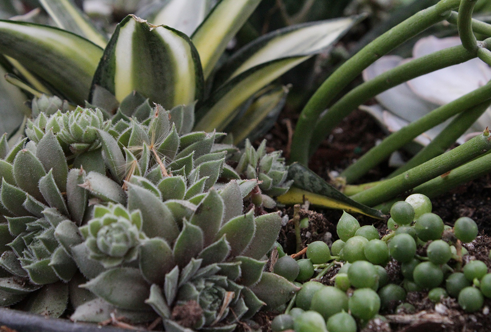 Photographic image of succulents.